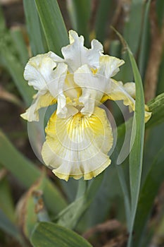 Border Bearded Iris Luna Di Miele