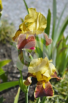 Border Bearded Iris Whoop Em Up