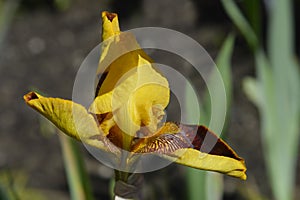 Border Bearded Iris Whoop Em Up