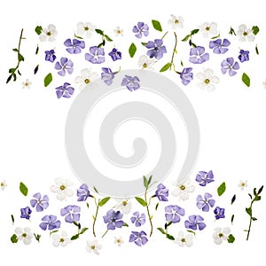 Border of beautiful periwinkle flowers and fresh spring foliage against white background. 8 march, happy women`s day template