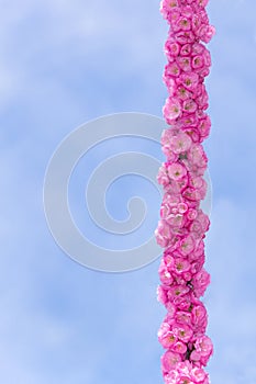 Border of blossoming pink sacura cherry tree branches in garden