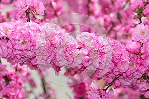 Border of blossoming pink sacura cherry tree branches in garden