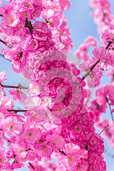 Border of blossoming pink sacura cherry tree branches in garden