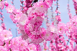 Border of blossoming pink sacura cherry tree branches in garden