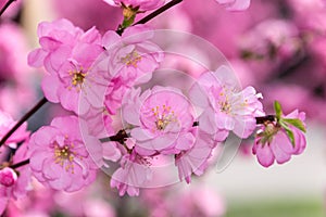 Border of blossoming pink sacura cherry tree branches in garden