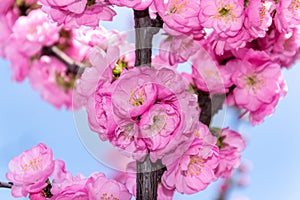 Border of blossoming pink sacura cherry tree branches in garden