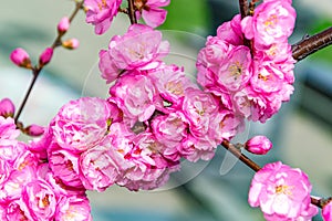 Border of blossoming pink sacura cherry tree branches in garden