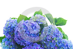 Border of blue hortensia flowers