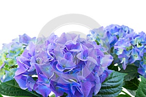 Border of blue hortensia flowers