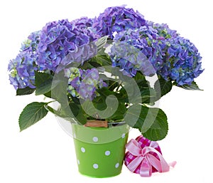 Border of blue hortensia flowers