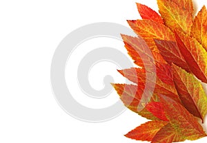 Border of bright colorful autumn leaves, white background