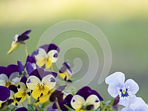 Border of close up garden pansy, yellow, purple and violet viola flower on a green bokeh background, selective focus
