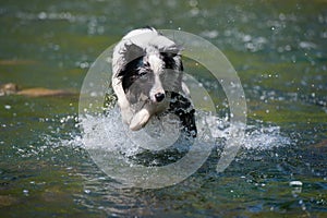 Border colie dog in the river