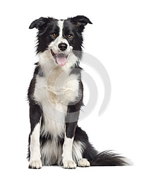 Border Collie, 1. 5 years old, sitting