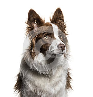 Border Collie, 1 year old, looking up against white background