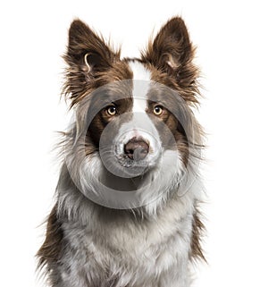 Border Collie, 1 year old, portrait against white background