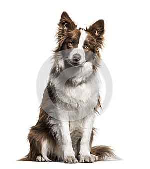 Border Collie, 1 year old, sitting against white background