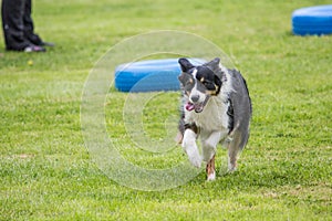 Border collie