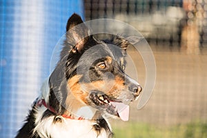 Border collie