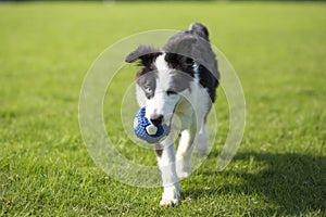 Border Collie