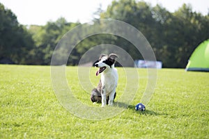 Border Collie