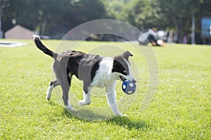 Border Collie