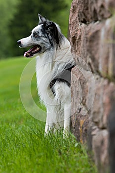 Frontiere il cane prato 