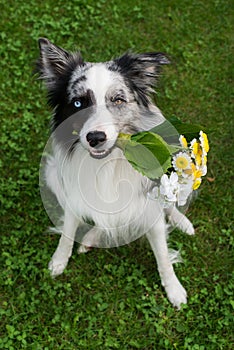 Border collie dog with flower bouquet in his mouth