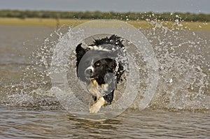 Border collie