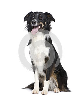 Border Collie (18 months)