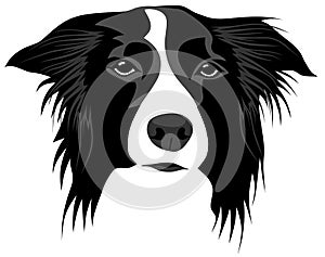 Border collie photo