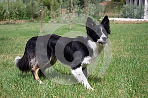 Border Collie