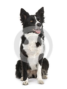 Border Collie (2 years)