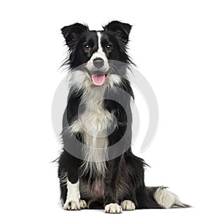 Border Collie (2 years old)