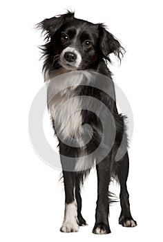 Border collie, 2 years old, standing