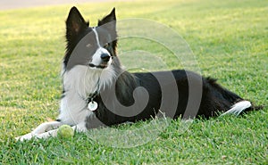 Border collie photo