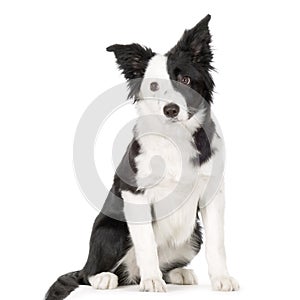 Border Collie photo