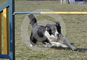 Border collie