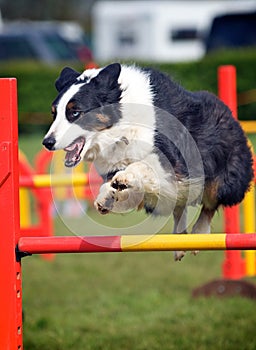 Border Collie