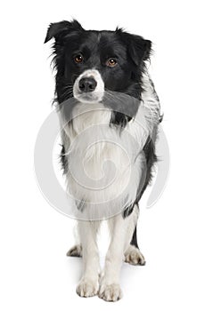 Border collie, 3 years old, standing