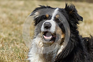 Border Collie