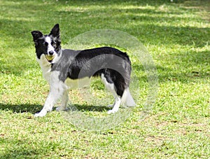 Border Collie