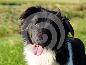 Border collie