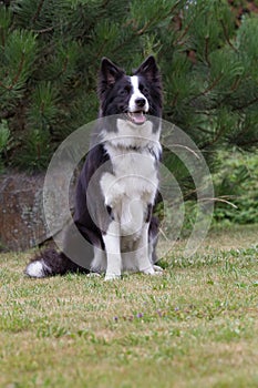 Border collie