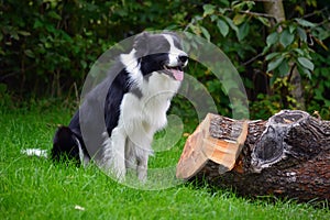 Border collie