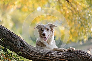 Border collie