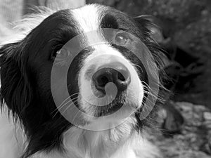 Border Collie