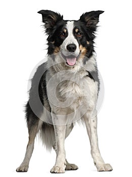 Border Collie, 5 and a half years old, standing