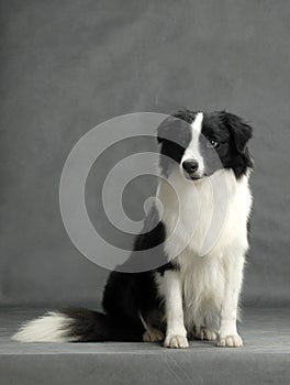 Border Collie