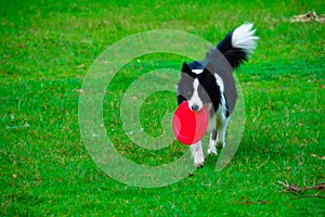 Border Collie